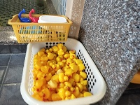 ひよこがいっぱい